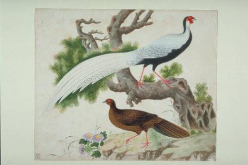 洛克王国紫藤在哪里获得(洛克王国独角兽紫藤是什么)插图21