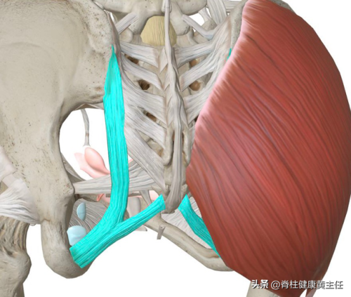 尾巴骨疼痛是什么原因(尾巴根疼是怎么回事男性)插图3 尾巴骨疼痛是什么原因(尾巴根疼是怎么回事男性)插图3