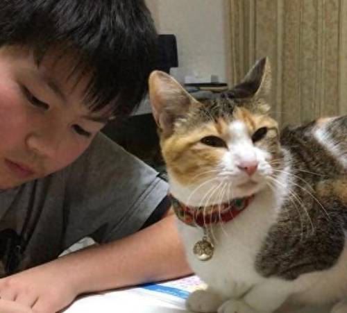 喵星人大作战(猫咪大战争官方正版)插图