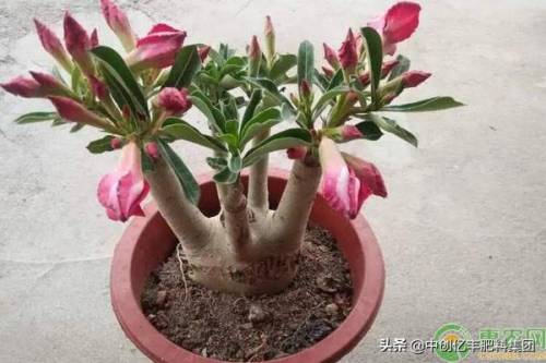 沙漠玫瑰的养殖方法和注意事项(沙漠玫瑰黄叶怎么处理)插图1