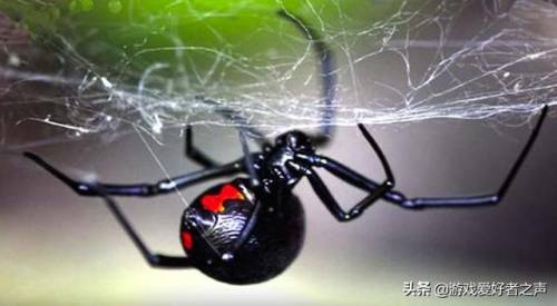 白蜘蛛肉烹饪图纸(白色长腿蜘蛛)插图1 白蜘蛛肉烹饪图纸(白色长腿蜘蛛)插图1