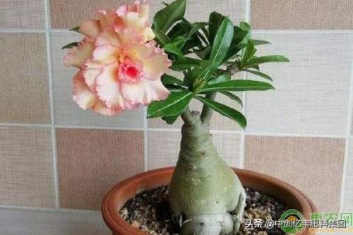 沙漠玫瑰的养殖方法和注意事项(沙漠玫瑰黄叶怎么处理)插图