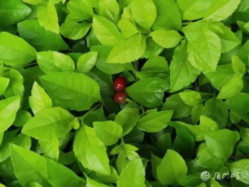 红樱花树(排名第一最好的镇宅树)