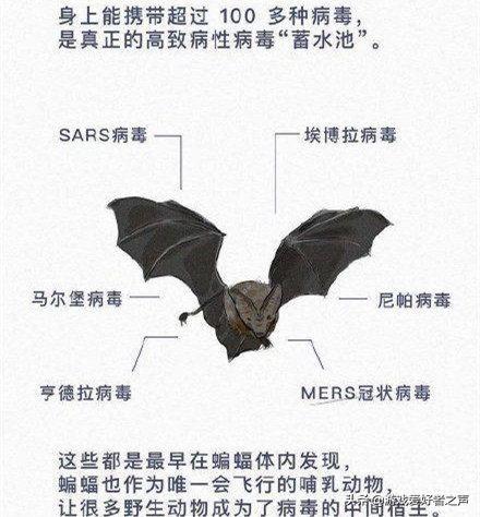 白蜘蛛肉烹饪图纸(白色长腿蜘蛛)插图2 白蜘蛛肉烹饪图纸(白色长腿蜘蛛)插图2