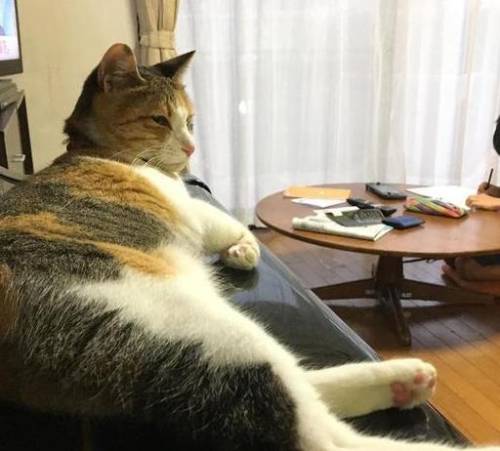 喵星人大作战(猫咪大战争官方正版)插图1