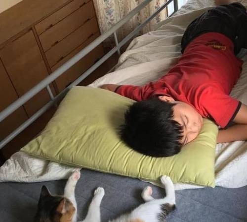 喵星人大作战(猫咪大战争官方正版)