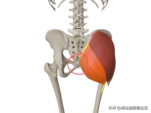尾巴骨疼痛是什么原因(尾巴根疼是怎么回事男性)插图2 尾巴骨疼痛是什么原因(尾巴根疼是怎么回事男性)插图2
