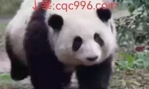 魔幻传奇阵容搭配图