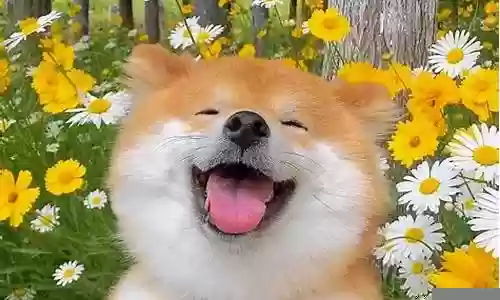 季后赛最佳防守阵容次数插图