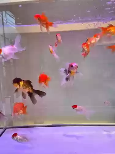 群阵容金鱼插图1