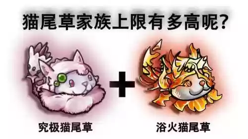 草猫阵容_1插图