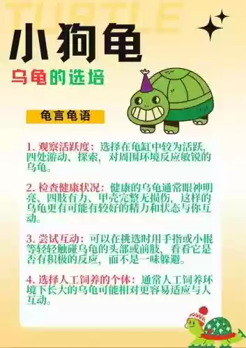 乌龟主加什么技能插图1