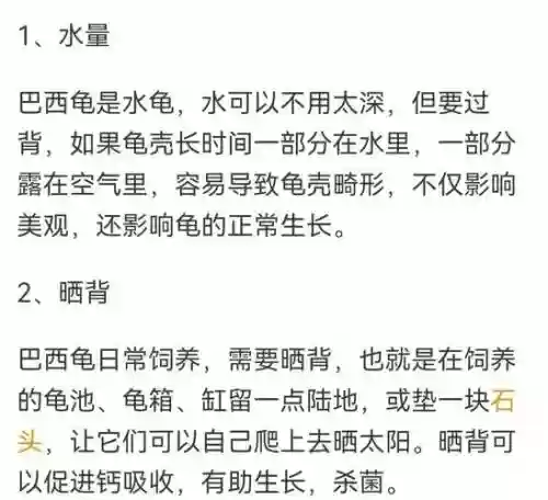乌龟主加什么技能插图