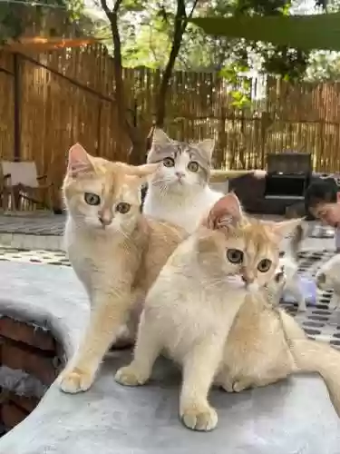 猫咪朋友阵容
