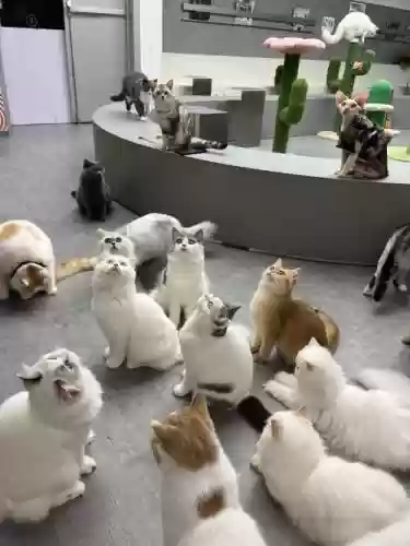 猫阵容出处插图1
