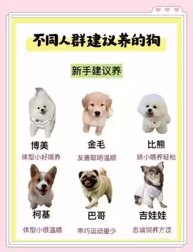 狗狗阵容搭配插图1