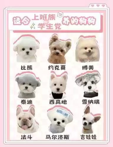 狗子搭配阵容插图