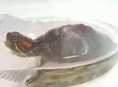 旅かえる攻略乌龟插图1