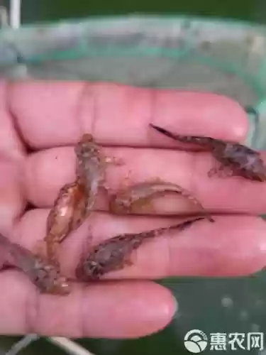 清道夫技能_1插图1