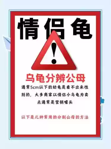 旅かえる攻略乌龟插图
