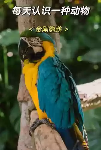 梦幻西游金刚鹦鹉活几天，梦幻西游金刚鹦鹉值得养吗-插图