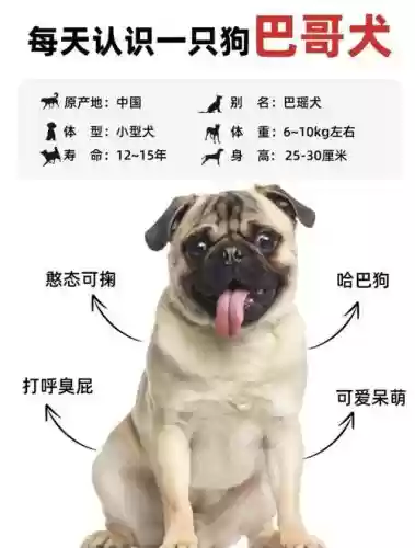 巴哥可以有什么技能，巴哥犬有什么优点插图