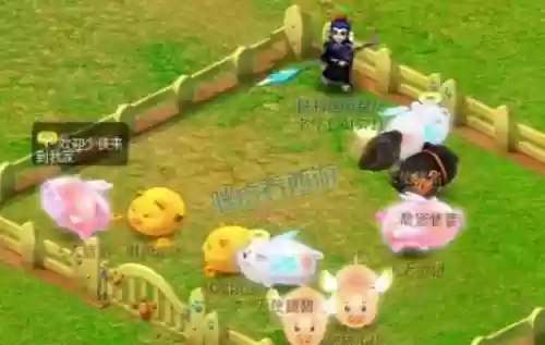 梦幻西游都有什么猪猪，梦幻西游有几种猪祥瑞插图1