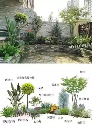 创意庭院超强植物阵容搭配，创意小院插图1