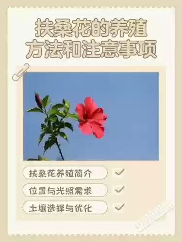 扶桑技能怎么点，扶桑在哪插图
