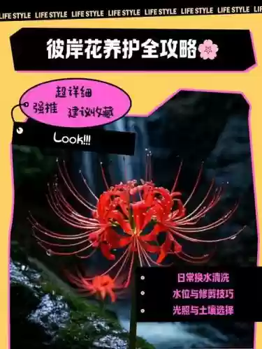 彼岸花必须升满技能吗，彼岸花需要满暴击吗插图1
