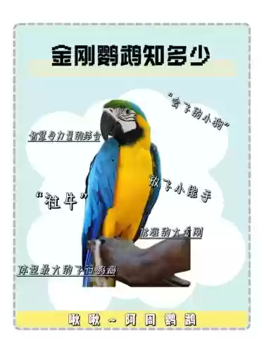 梦幻西游金刚鹦鹉活几天，梦幻西游金刚鹦鹉值得养吗-插图1