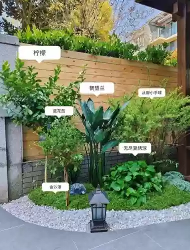 创意庭院超强植物阵容搭配，创意小院插图