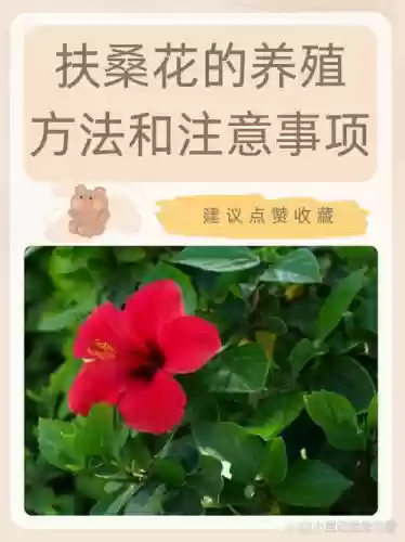 扶桑技能怎么点，扶桑在哪插图1