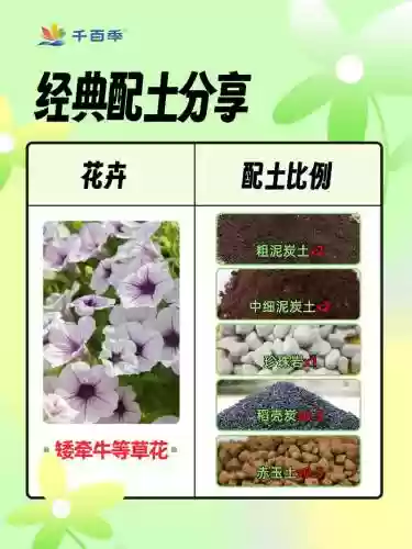 土花搭配什么阵容,土花带什么装备插图1 土花搭配什么阵容,土花带什么装备插图1